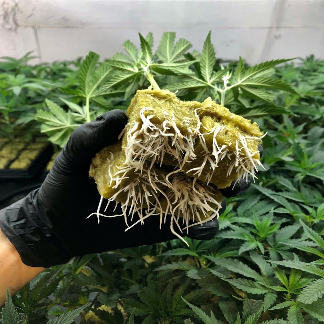 Premium cannabis clones ready for shipping